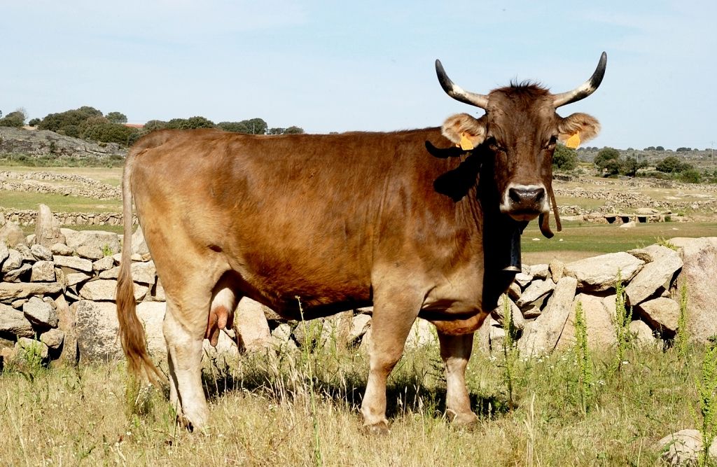 Raza bovina PARDA DE LA MONTAÑA